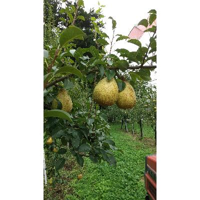 ふるさと納税 白石市 ゼネラルレクラーク 3kg
