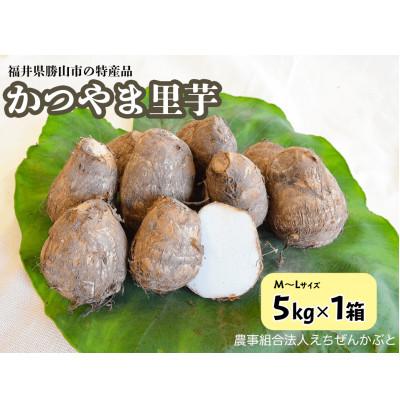 ふるさと納税 勝山市 かつやま里芋 5kg