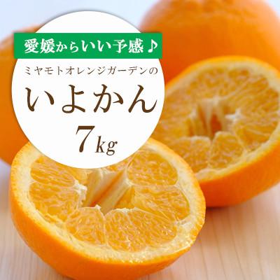 ふるさと納税 八幡浜市 [先行受付]愛媛から「いい予感」♪ジューシー果肉いい香り いよかん7kg[D25-7]