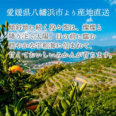 ふるさと納税 八幡浜市 小さいみかんを厳選!愛媛みかん 小玉6kg【訳あり】【C25-48】 |  | 02