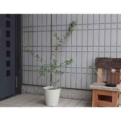 ふるさと納税 朝倉市 オリーブの木 鉢植え
