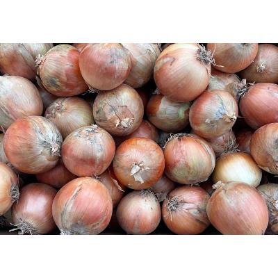 ふるさと納税 日高町 北海道産玉ねぎ 約18kg