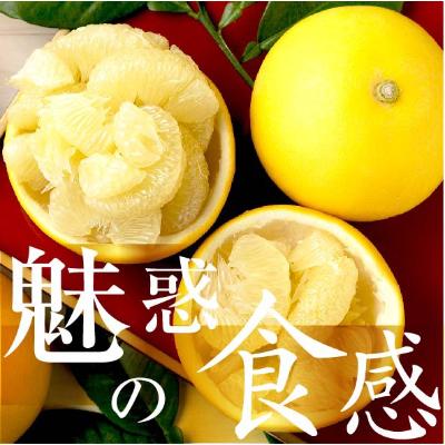 ふるさと納税 土佐市 高知産 柑橘[土佐文旦] 2L 8玉入り 家庭品