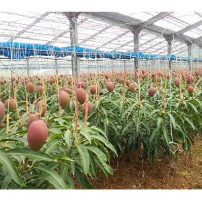 ふるさと納税 糸満市 【2027年発送】 サンフルーツ糸満のマンゴー 家庭用 2kg |  | 01