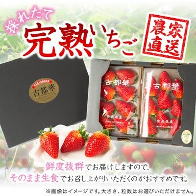 ふるさと納税 大和高田市 先んずる取って置く 奈良県産いちご 古都華 かざり付ける九鼎大呂2風呂敷き包み
