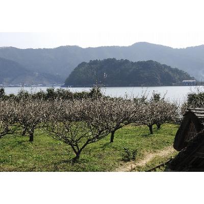 ふるさと納税 若狭町 樽熟成梅酒　BENICHU19°　750ml |  | 02