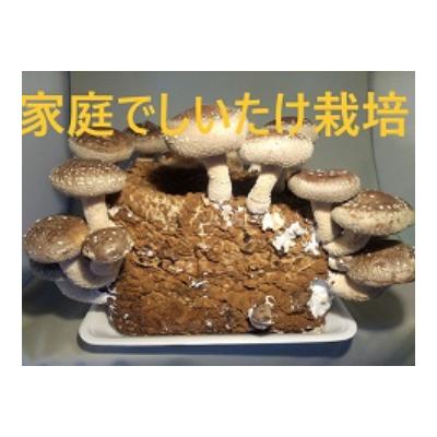 ふるさと納税 高山市 菌床椎茸栽培キット2個入り a691 |  | 02