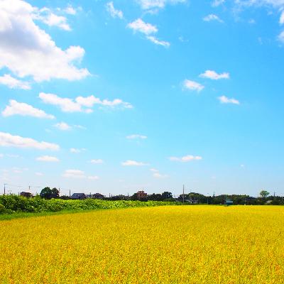ふるさと納税 土浦市 令和7年産茨城県産ミルキークイーン　精米　合計10kg (5kg×2袋) |  | 01