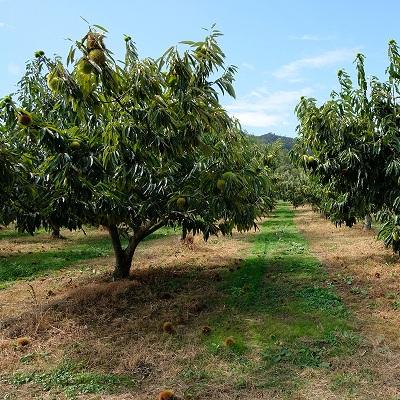 ふるさと納税 京丹波町 チルド熟成 丹波栗4L 1kg (京都京丹波町産 丹波栗) |  | 03
