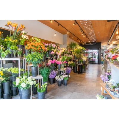 ふるさと納税 小田原市 赤薔薇胸花 36本