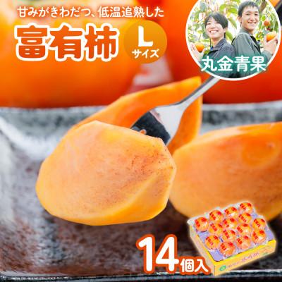 ふるさと納税 本巣市 丸金青果 富有柿 Lサイズ (14個入) 低温追熟[甘みがきわだつ、低温追熟した富有柿をお届け!]