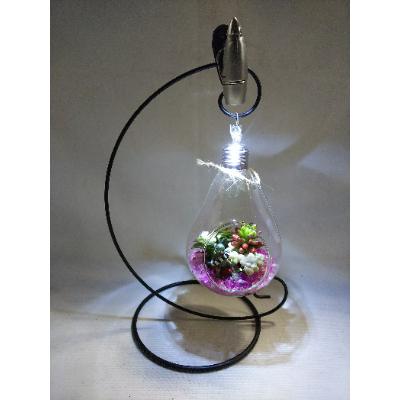 ふるさと納税 瑞穂市 多肉植物 ナイトテラリウム 電球型