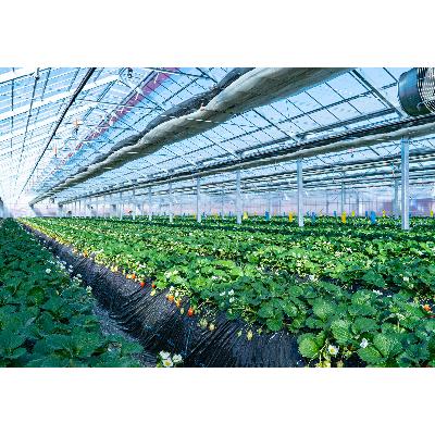 ふるさと納税 安中市 【Aコース】群馬県産いちご「やよいひめ」約400g×1　贈答用化粧箱入り |  | 01