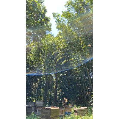 ふるさと納税 田原市 OKAWA HONEY 2個セットの画像