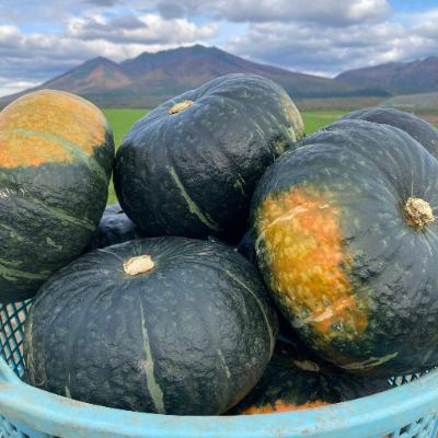 ふるさと納税 富良野市 [先行受付]かぼちゃ 1箱10kg(6〜8玉)