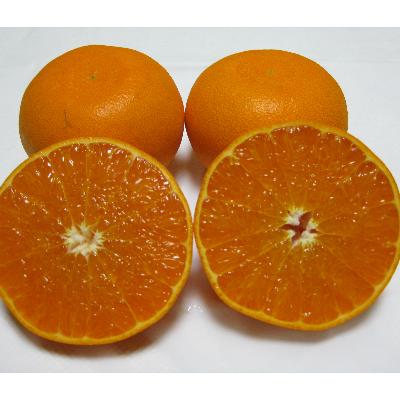 ふるさと納税 土庄町 [先行受付2027年][小豆島]小豆島の「せとか」約5kg