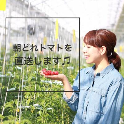 ふるさと納税 水戸市 ドロップファームの美容トマト(R)3kg箱 |  | 01