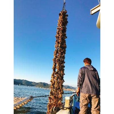 ふるさと納税 備前市 【厳選!】日生頭島殻付カキ「島のしずく」(加熱用・食べごろサイズ約40個) |  | 02