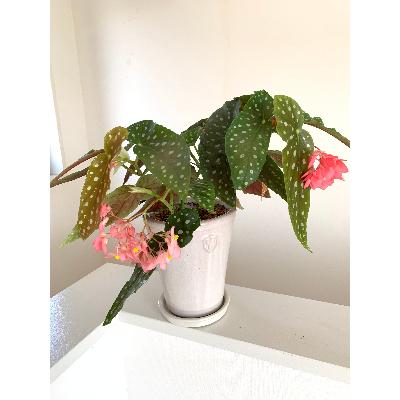 ふるさと納税 府中市 ベゴニアのパイオニア 花郷園オリジナル 木立性ベゴニア「流れ星」