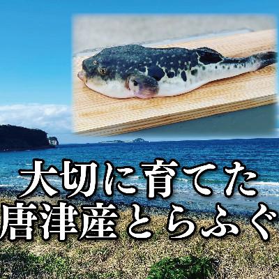 ふるさと納税 唐津市 唐津産 とらふぐてっさと切り身の贅沢食べ比べ!6人前_2