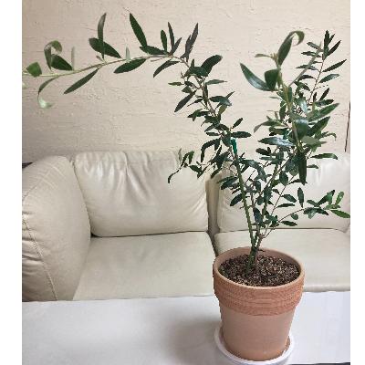 ふるさと納税 水俣市 ミニオリーブツリー 1鉢