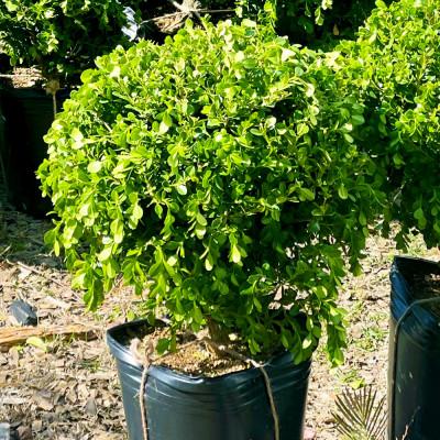 ふるさと納税 酒田市 まん丸いインテリア植物「ツゲのトピアリー/ガーデンM」