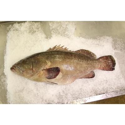 ふるさと納税 長崎県 【長崎産天然クエ】冷凍クエしゃぶセット2人前 |  | 02