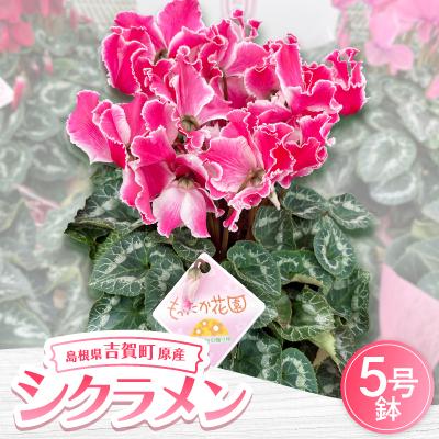 ふるさと納税 吉賀町 [お届け:11月下旬〜12月]シクラメン 5号鉢