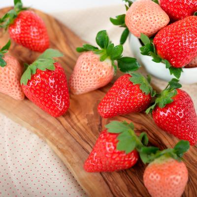 ふるさと納税 御坊市 自農園産『完熟赤白いちご』4パック[先行予約]2026年1月から順次発送