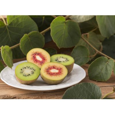 ふるさと納税 蓮田市 グリーンキウイ&amp;レッドスターR(贈答用)