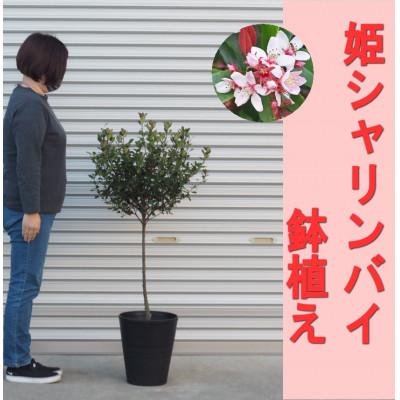 ふるさと納税 朝倉市 姫シャリンバイの鉢植え(スタンダート仕立て)黒プラスティック鉢27cm