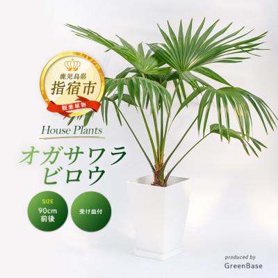 ふるさと納税 指宿市 [観葉植物]オガサワラビロウ8号(035-1384)