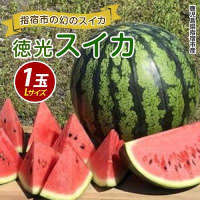 ふるさと納税 指宿市 [いぶすき産]幻の徳光スイカ1玉(Lサイズ)(IB063-001)