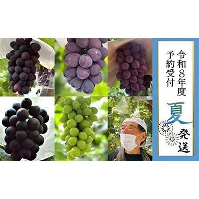 ふるさと納税 貝塚市 [貝塚市産]高級ぶどう3種盛合わせ3〜4房入り2kg 令和8年度早期予約8月中旬以降順次発送