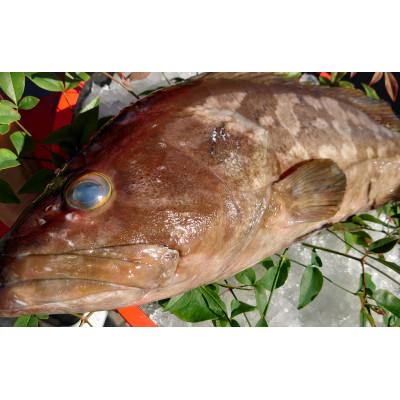 ふるさと納税 長崎市 長崎近海産 天然アラ3Kg台(3.2〜3.8Kg目安)