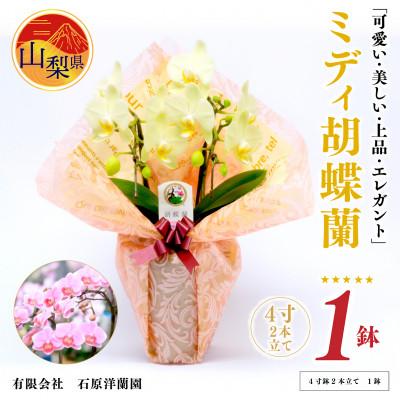 ふるさと納税 山梨県 ミディ胡蝶蘭　山梨県産　鉢サイズ4寸　2本立て　石原洋蘭園　ギフトや贈答品におすすめです。 | 
