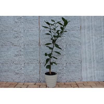 ふるさと納税 朝倉市 大玉で甘〜い温州みかん 青島 鉢植え