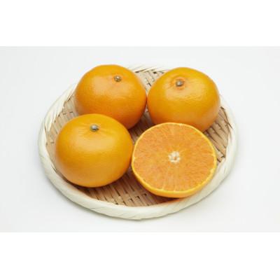 ふるさと納税 八幡浜市 柑橘の鬼たちがつくる八幡浜産・せとか3kg [E56-20]