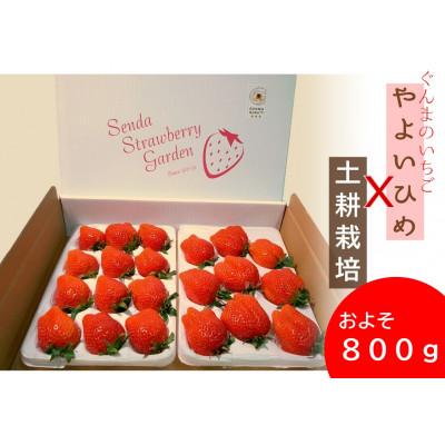 ふるさと納税 玉村町 [1月より順次発送]群馬のやよいひめ 摘みたて発送 400gx2トレー