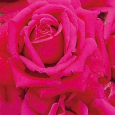 ふるさと納税 岸和田市 バラ鉢植え(未開花)「だんじり囃'02」