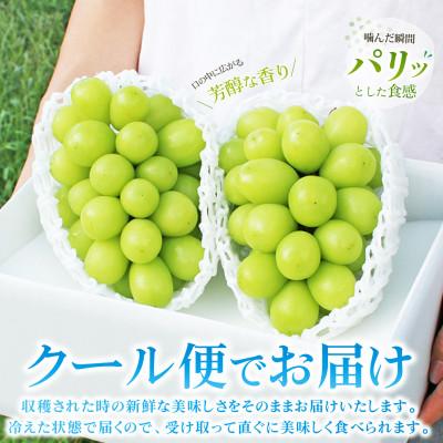 ふるさと納税 山梨市 2026年発送 山梨県産 シャインマスカット 約1kg(2〜3房) 山梨が誇る人気果物 熟練農家厳選 |  | 01