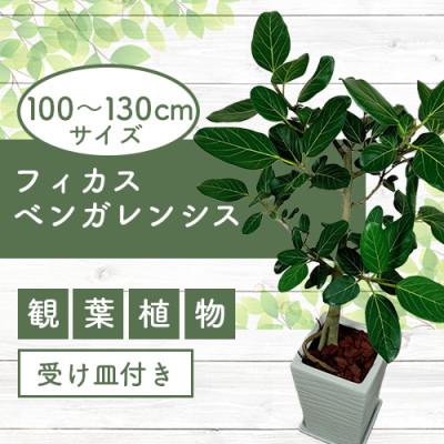 ふるさと納税 指宿市 [観葉植物]フィカス・ベンガレンシス100cm〜130cmホワイト陶器鉢(035-1461)