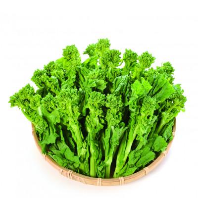 ふるさと納税 琴平町 [先行予約2026年12月〜2027年3月頃発送] 菜の花(袋入り) 約2kg