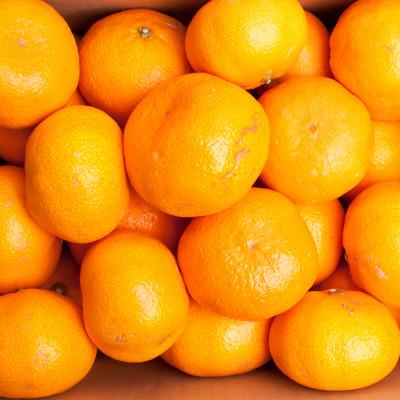 ふるさと納税 上富田町 家庭用　大玉な有田みかん5kg+250g(傷み補償分)【訳あり】【光センサー選果】 |  | 02