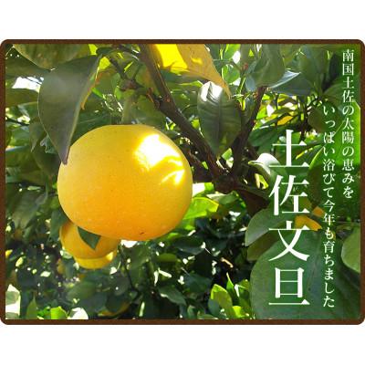 ふるさと納税 高知市 [先行受付]高知県産 ワケあり土佐文旦 約10kg[2月上旬頃より順次発送][AF038]