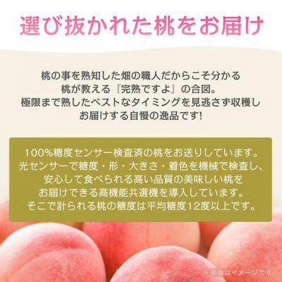 ふるさと納税 山梨市 《2026年発送》桃 『白桃系』 約2kg 5〜8玉 朝もぎ直送! 選び抜かれた桃の画像