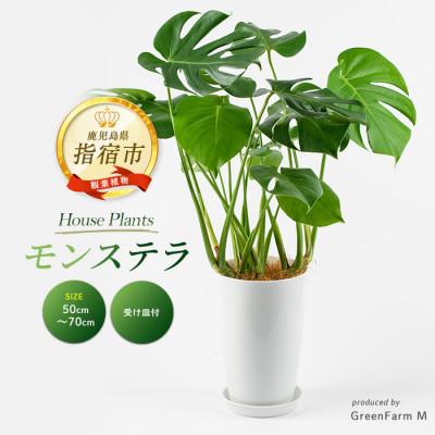 ふるさと納税 指宿市 [観葉植物]モンステラ50cm〜70cm(016-1488)