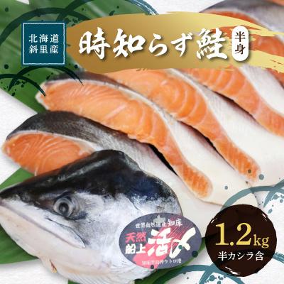 ふるさと納税 斜里町 活〆 時知らず鮭 切り身 中塩仕込 天然 半身 1200g 魚体3kg以上 小分け