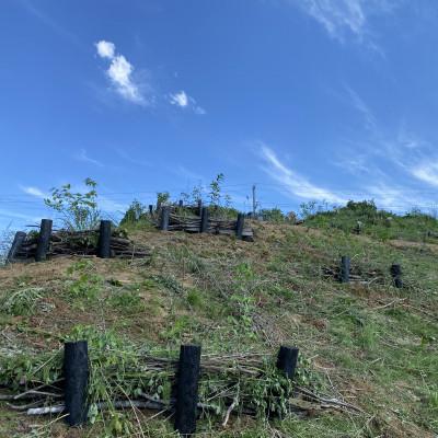 ふるさと納税 三春町 里山再生:未来へつづけ!三春VIVOに苗木10本( 山桜コースター2枚付き!)