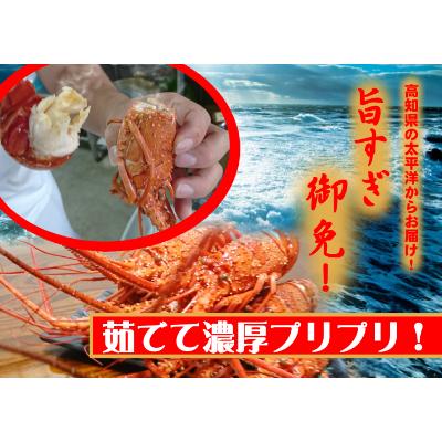 ふるさと納税 東洋町 メガBIG伊勢海老800〜950gセット(1尾)天然高知県